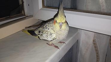 хары бюльбюль купить: Nimfa papuqayı (Cockatiel) – Təcili satılır dişidir real alıcılara — 1