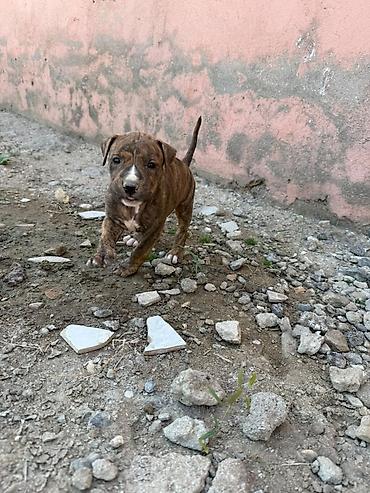İtlər: Pitbul, 1 ay — 13