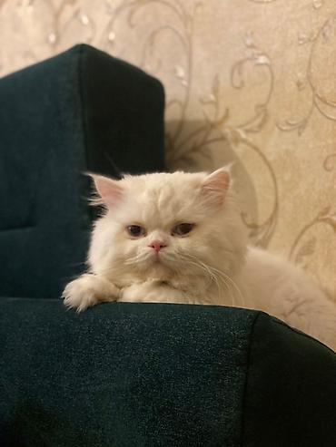 pişik pers: Şotland uzun tüklü, Erkək, Cütləşmə üçün — 3