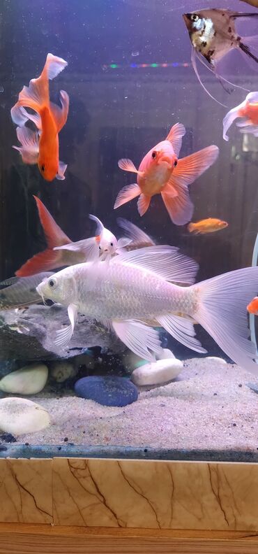 Akvariumlar: Dördbucaq akvarium, Balıqlarla birlikdə, 120 l — 7