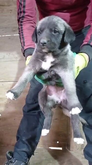 İtlər: Kanqal, 2 ay, Erkek, Peyvəndli, Rayonlara çatdırılma, Ünvandan götürmə, Ödənişli çatdırılma — 8