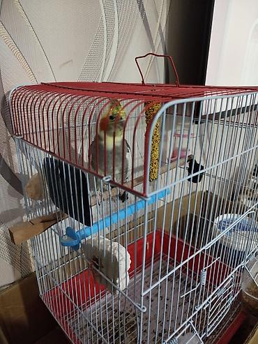 korella tutuquşu: Korella Tutuquşu Danışmır Ötür (Cockatiel) – qəfəs ilə birlikdə - — 2