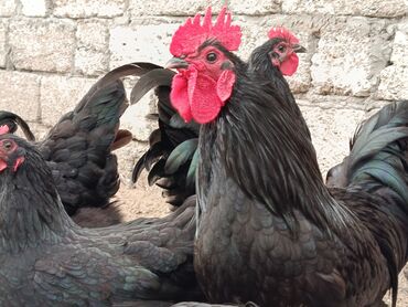 bmw 3 серия 328ci at: Təzə Alman Avstralorp Yumurtaları – Cavan və Sağlam! Yumurtalar