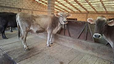 лошади каракол: Продаю | Корова (самка), Тёлка | Швицкая | Для разведения, Для молока | Племенные, Стельные, Искусственник — 1