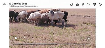 вьетнамский хмонг купить: Продаю | Овца (самка) | Гиссарская | Для разведения | Матка — 5