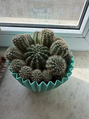 torf nerede satilir: Kaktus kompozisiyası – çoxgövdəli “echinopsis” tipli top kaktuslar - — 2