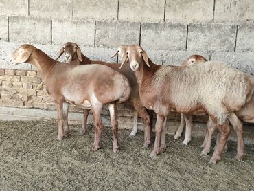 случка животных бесплатно: Продаю | Ягненок | Арашан | Для разведения, Для шерсти | Ярка