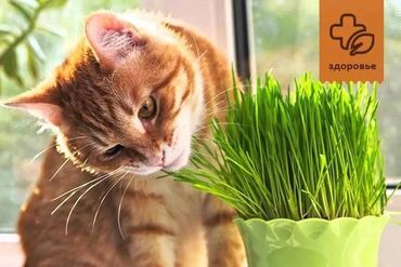 Heyvanlar üçün mallar: Трава для кошек. Быстрорастущая зелень,полученная из семян,пополнит
