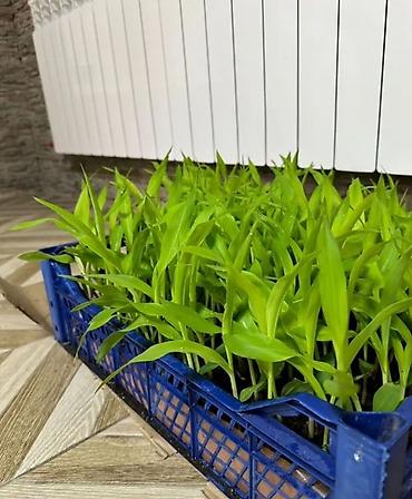 Кукуруза: ЭЛИТА жугору урондор местный Ала Тоо, Манас, Чуй 62 ж.б. гибрид жугору — 5