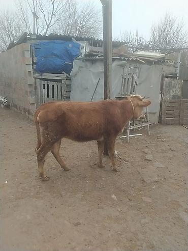 Dana, buzov: Qara mal – dişi dana/sığır - Rəng: qırmızı-qonur, alnı və burnu ağ — 7