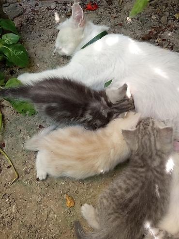 Pişiklər: Dişi, Erkək, Yaxşı əllərə — 5