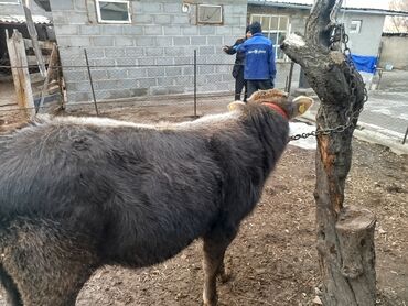 Коровы, быки: Продаю | Бык (самец) | Полукровка, Монбельярд | На откорм | Привязанные — 13