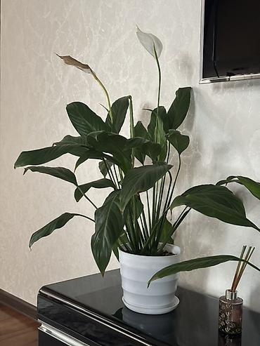 покрывалы: Спатифиллум (Spathiphyllum) в горшке - Крупное комнатное растение с — 5