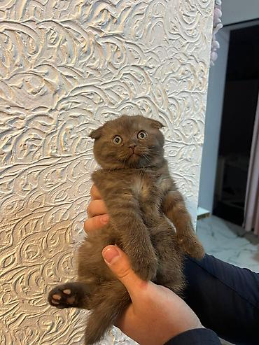 Кошки: Шотландская вислоухая — 6
