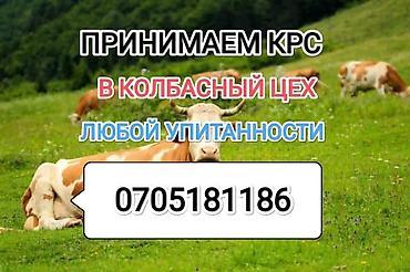 колбасный цех ош: Колбасный цех : Коровы, быки, | Любое состояние — 1