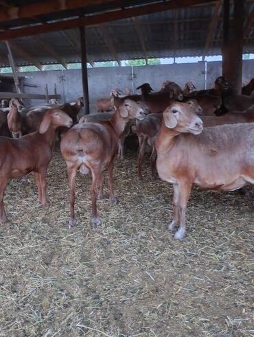 продам силос: Сатам | Ургаачы кой (ургаачы) | Арашан | Көбөйтүү үчүн | Бооз