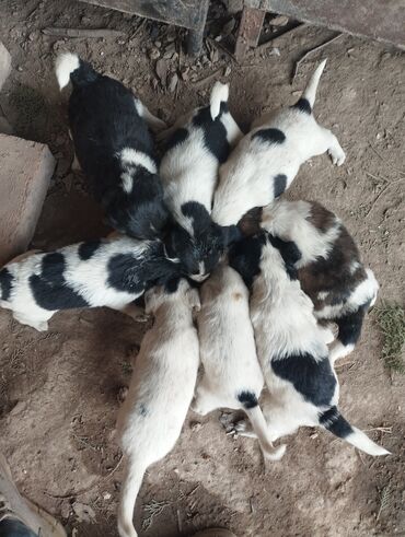 продам собаку объявление sobaka: Спаниель, 1 месяц, Самка