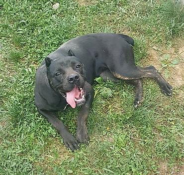 kupujem prodajem pomeranac: Trazi se odgovoran vlasnik i ljubitelj rase Cane Corso sa uslovima za — 4
