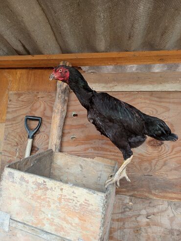 пудель карликовый: Продаю | Петух | Бойцовая | Для разведения at lalafo.kg пудель карликовый: Продаю | Петух | Бойцовая | Для разведения