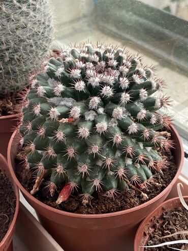 Otaq bitkiləri: Kaktus növləri hər qiymətə. Barter olar quş növləriylə. Tutuquşu Toyuq — 5