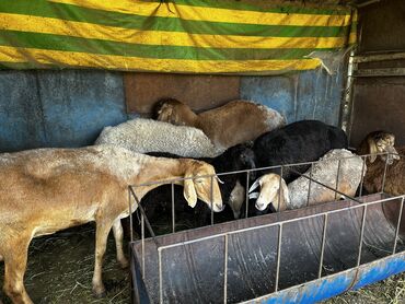 продам ячмень оптом: Продаю | Овца (самка), Ягненок, Баран (самец) | На забой, Для разведения, Для шерсти