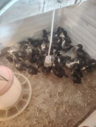 британская шиншилла баку: Qara Avstrolop cuceler satilir 3 azn23 günlükdür