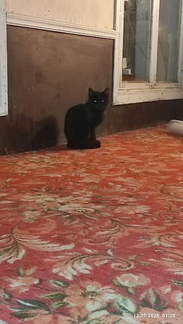 Черные котята