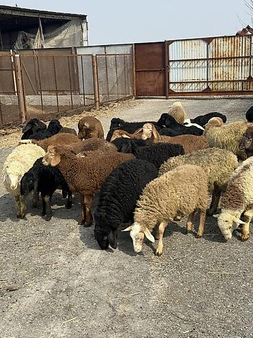 Баран, овца: Продаю | Овца (самка), Ягненок, Баран (самец) | Гиссарская, Полукровка, Меринос | На забой, Для разведения, Для шерсти | Племенные, Кастрированные, Осеменитель — 3