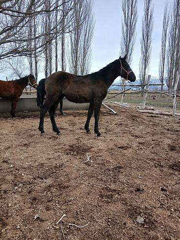 Лошади, кони: Продаю | Жеребенок | Полукровка | Рабочий — 1