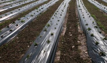 Другие товары для дома и сада: Пленка для мульчирования 30 микрон. Пленка для мульчирования 30 мкм — 16