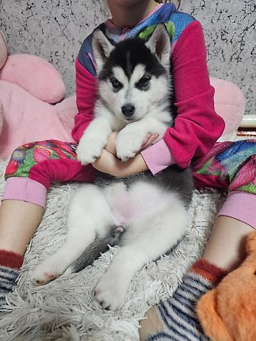 Продажа собак: Хаски, 1 месяц, Самка, С прививкой, С родословной at lalafo.kg — 9 Продажа собак: Хаски, 1 месяц, Самка, С прививкой, С родословной — 9