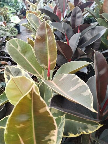 Otaq bitkiləri: Otaq bitkiləri – Fikus elastika kolleksiyası və digər dekorativ növlər — 4