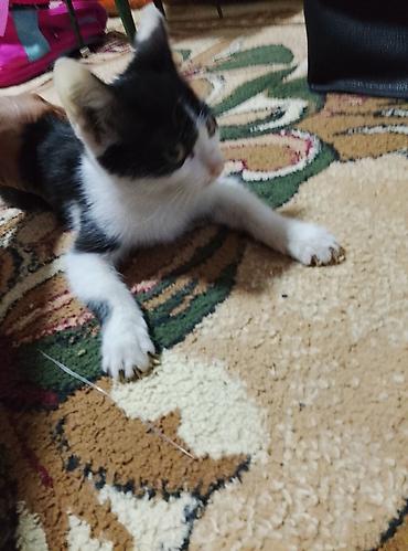 cat litter: Котята даро хорошие — 1