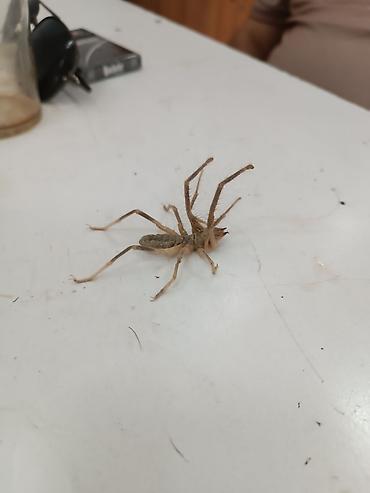 Dezinfeksiya, dezinseksiya: Dezinfeksiya, dezinseksiya | Tarakanlar, Ağacları çiləmə, Taxtabiti | Ofislər, Mənzillər, Evlər — 11