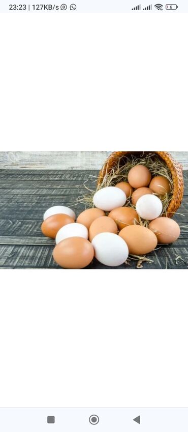 Quşlar: Yumurtalarin satisi maqazinlar ucun mayali yumurta deyil yesikdə 360