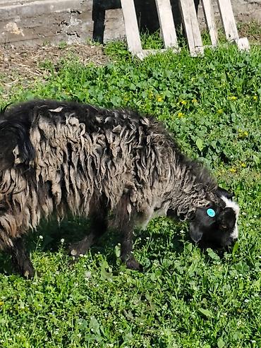 Козы, козлы: Продаю | Коза (самка), Козёл (самец), Козлёнок — 24