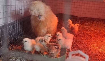 фелуцен для коров цена бишкек: На продажу цыплята Китайский Шелк