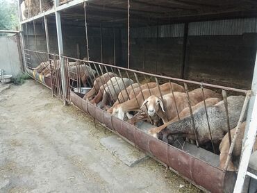 баран парода арашан: Сатам | Ургаачы кой (ургаачы), Козу, Кочкор (эркек) | Гиссар, Арашан | Көбөйтүү үчүн | Асыл тукумдуу, Бооз, Жасалма жол менен боозутуу