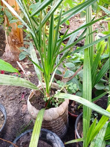 Ağaclar: Xurma ağacları hazır dipcəklərdə 10 manatdan 150 manata kimi ağaclar — 5