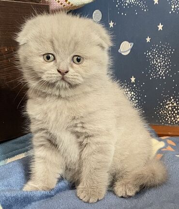 коты в добрые руки: Şotland yastı qulaq, Dişi, Yaxşı əllərə, Ödənişli çatdırılma