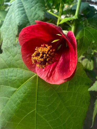 Садовые цветы и кустарники: Абутулионы — 17