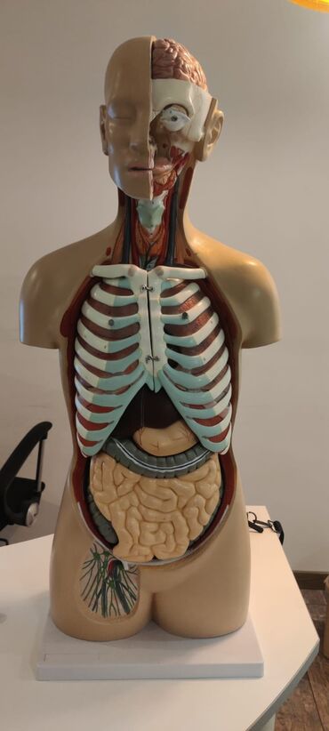 Ostali medicinski proizvodi: Torzo coveka sa otvorenim vratom i ledjima od 18 delova, kao novo — 1