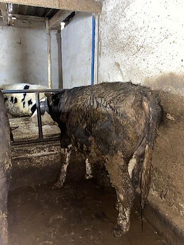 Коровы, быки: Продаю | Бык (самец) | На откорм | Привязанные — 16