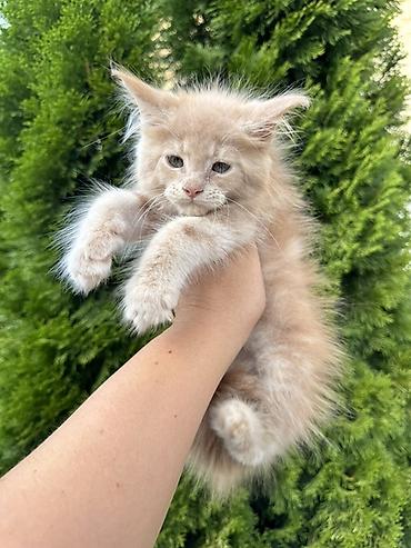 переноска: Пушистый котёнок с длинными кисточками на ушках и пышным хвостом — 3