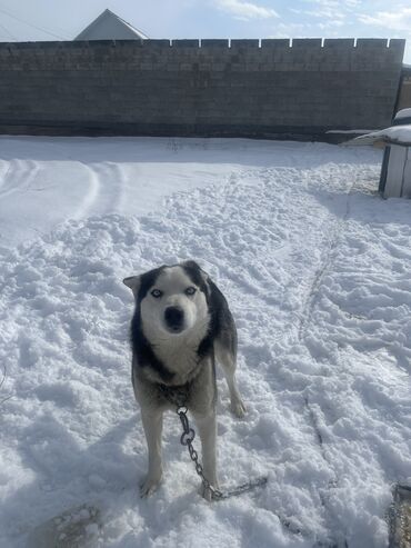 ветеринар для собак: Продам Сибиркую Хаски мальчик 2 года документами в хорошие руки 5000
