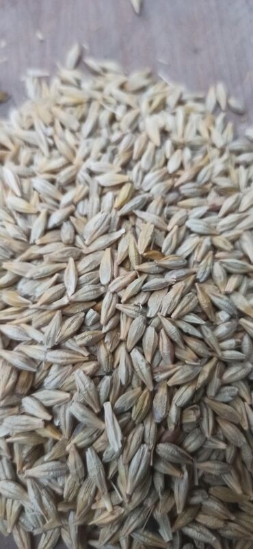 дизельная помпа для полива: Продаю семена канадского, шести рядного ячменя сорт Атлин