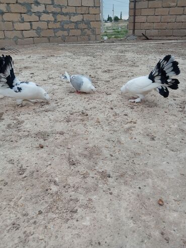 İtlər: Birdənə hünkari birdənə pavilin pavilin erkəydi hünkari mayadı ikisi