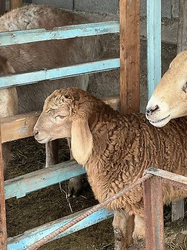 Баран, овца: Продаю | Овца (самка) | Арашан | Для разведения | Матка — 6