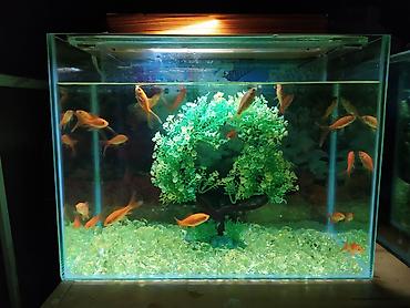 beta balığı: Dördbucaq akvarium, Balıqlarla birlikdə, 30 l, Ödənişli çatdırılma — 2