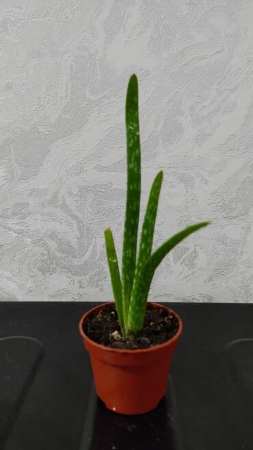 Другие комнатные растения: Продаю цветы — 12